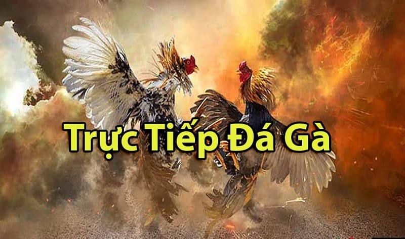 https://mybbs.us/tim-hieu-ve-da-ga-thomo-campuchia/